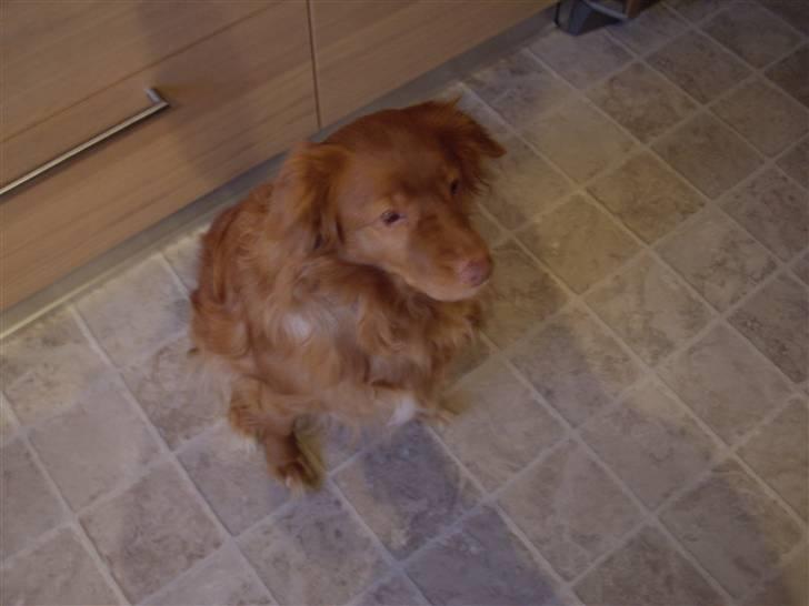 Nova scotia duck tolling retriever Molly Iversen billede 3