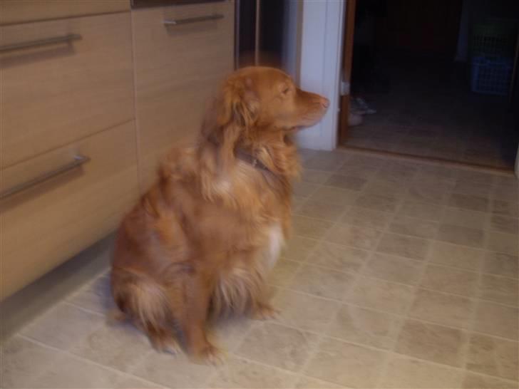 Nova scotia duck tolling retriever Molly Iversen billede 4