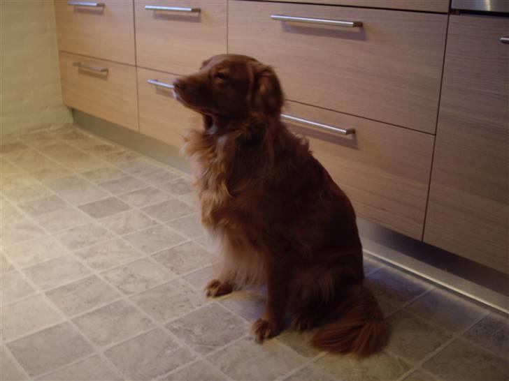 Nova scotia duck tolling retriever Molly Iversen billede 5