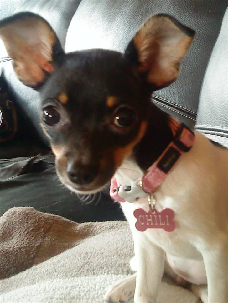 Chihuahua chili billede 10