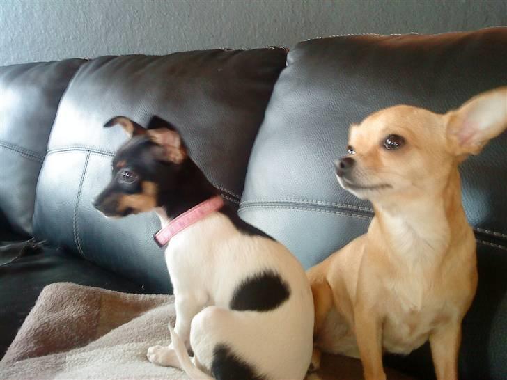 Chihuahua chili billede 11