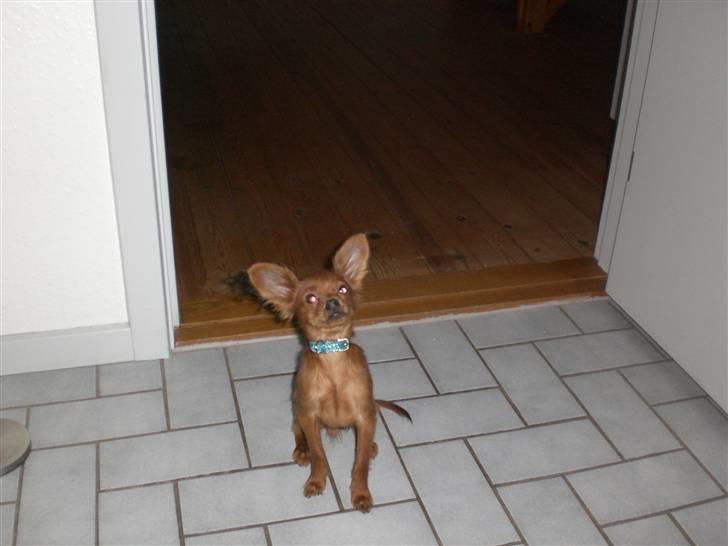 Russisk toy terrier Oliver billede 9