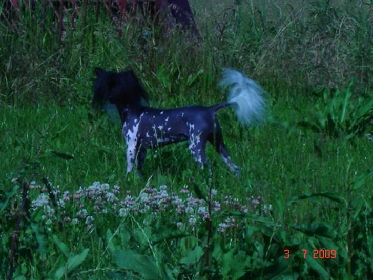Chinese crested hårløs Hersted's Yorkshire Ming- billede 1