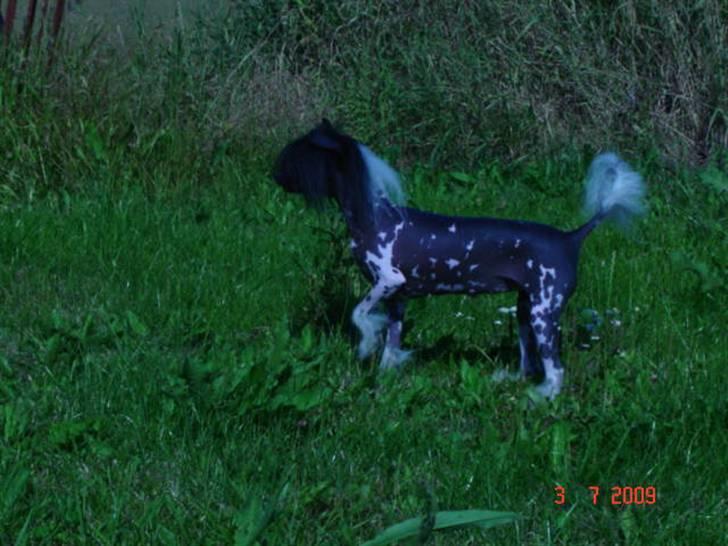 Chinese crested hårløs Hersted's Yorkshire Ming- billede 2