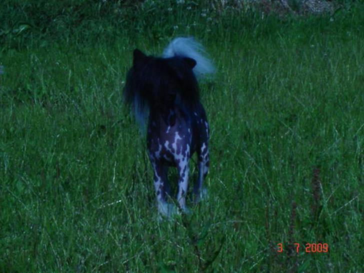Chinese crested hårløs Hersted's Yorkshire Ming- billede 3