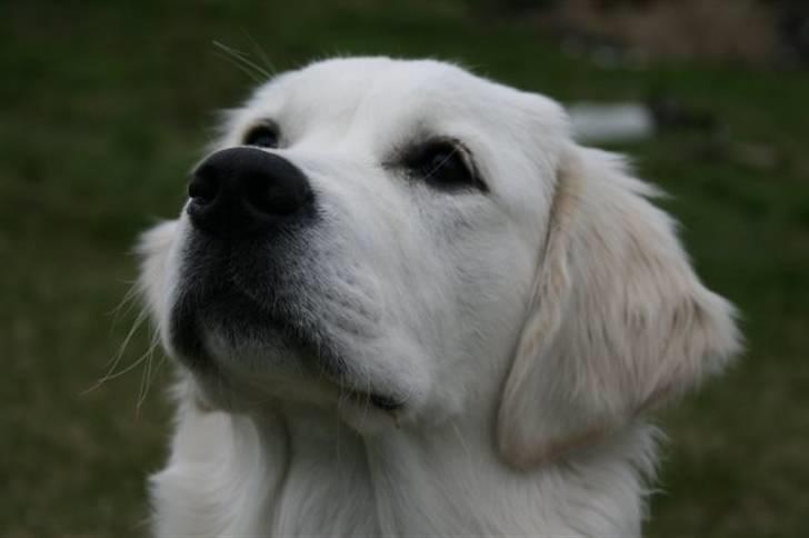 Golden retriever Labråtens Ivita billede 1