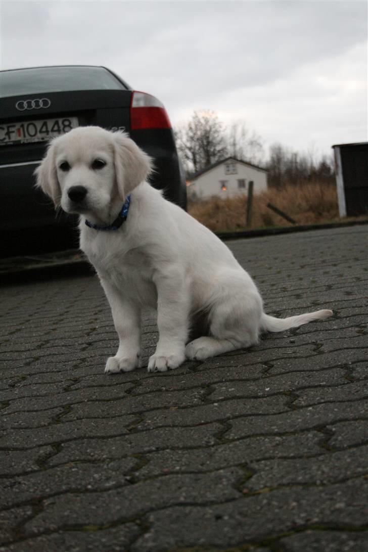 Golden retriever Labråtens Ivita billede 2