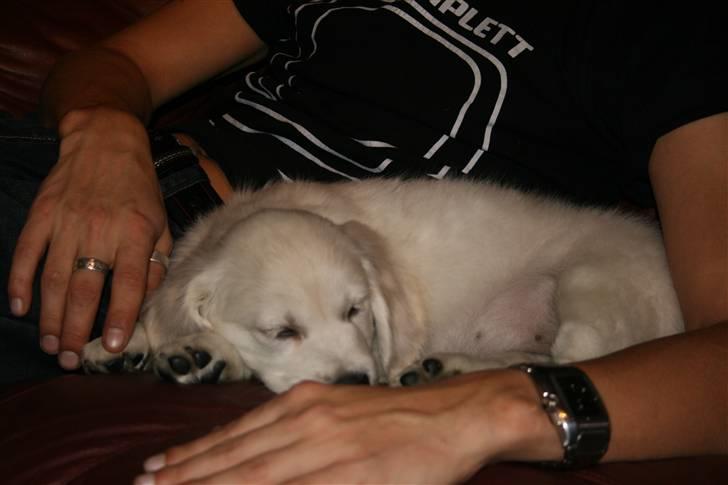 Golden retriever Labråtens Ivita billede 3