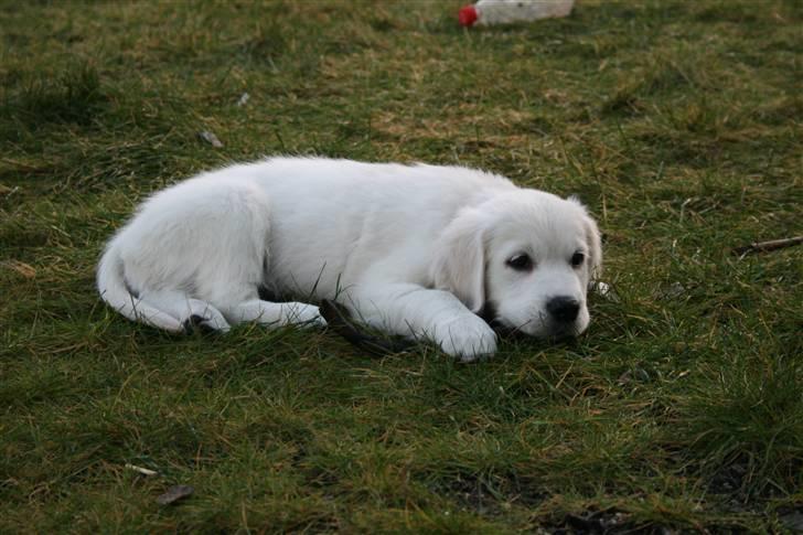 Golden retriever Labråtens Ivita billede 4