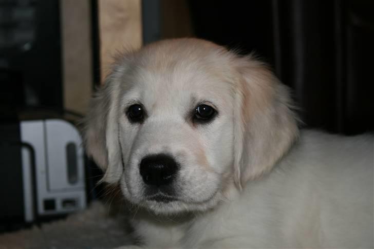 Golden retriever Labråtens Ivita billede 5