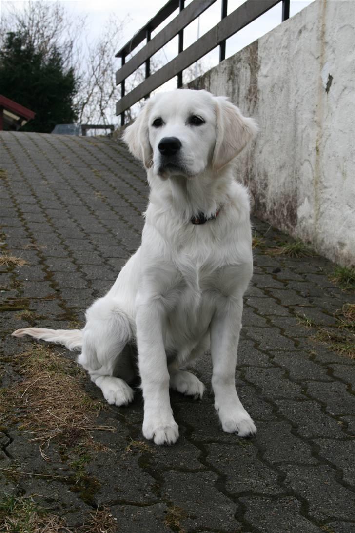 Golden retriever Labråtens Ivita billede 6