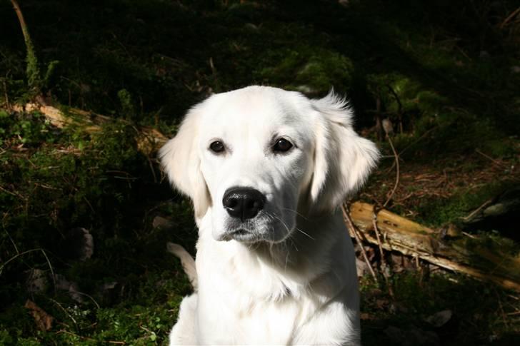 Golden retriever Labråtens Ivita billede 7