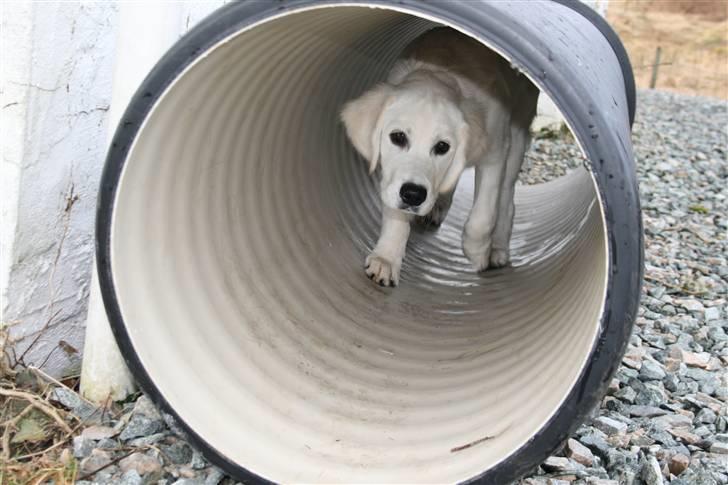 Golden retriever Labråtens Ivita billede 8