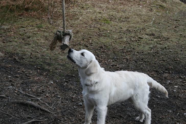Golden retriever Labråtens Ivita billede 9
