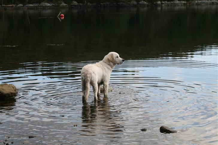 Golden retriever Labråtens Ivita billede 10