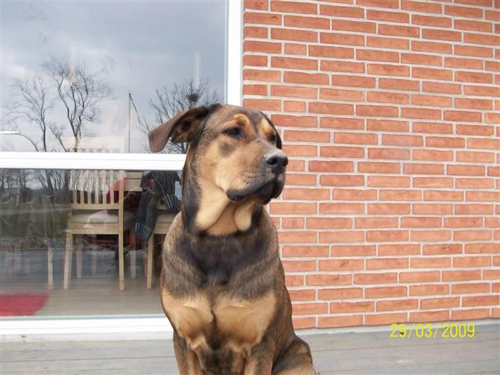 Cane corso TøZen billede 17