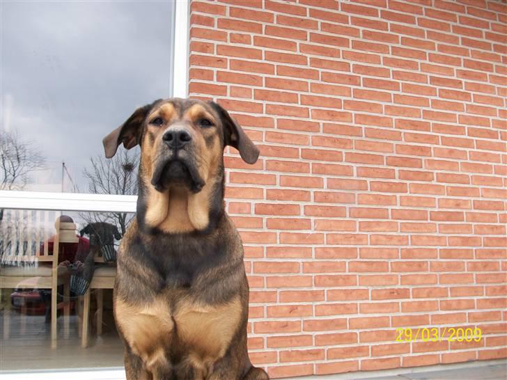 Cane corso TøZen billede 18