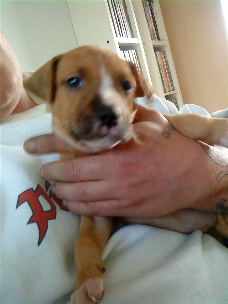 Amerikansk staffordshire terrier zuki - som lille  billede 1