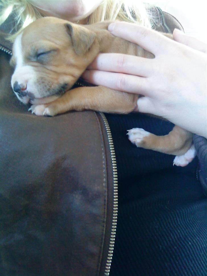 Amerikansk staffordshire terrier zuki billede 2