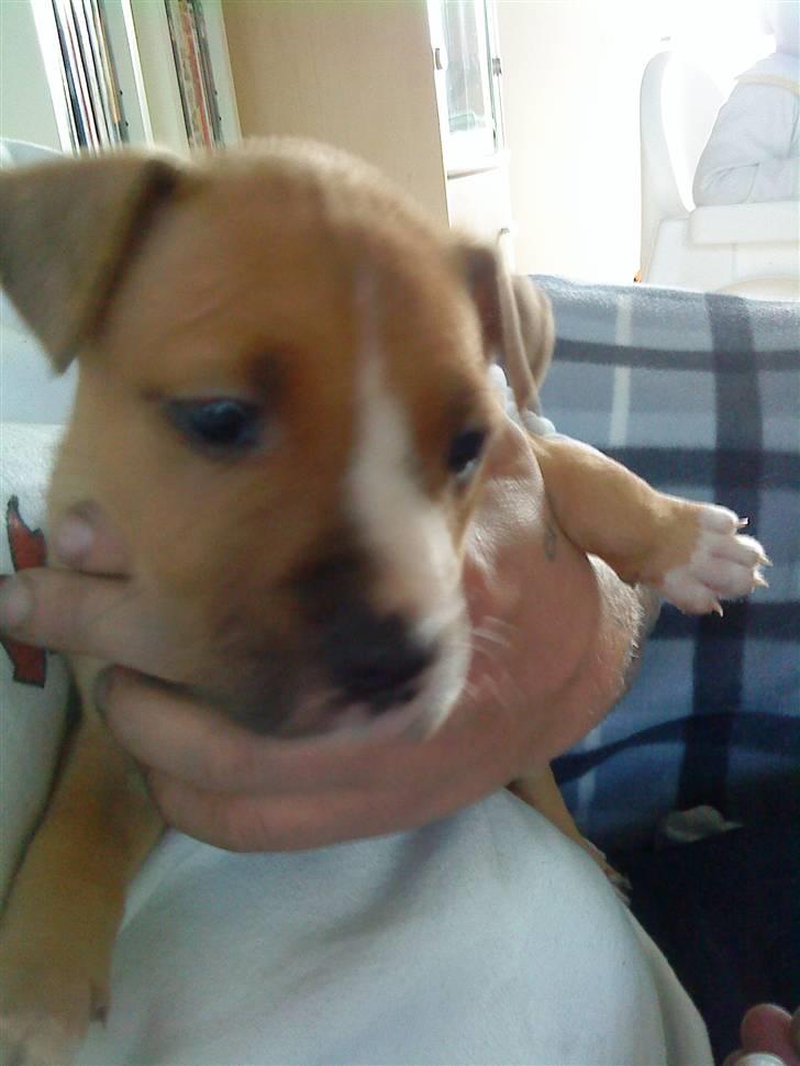 Amerikansk staffordshire terrier zuki billede 3
