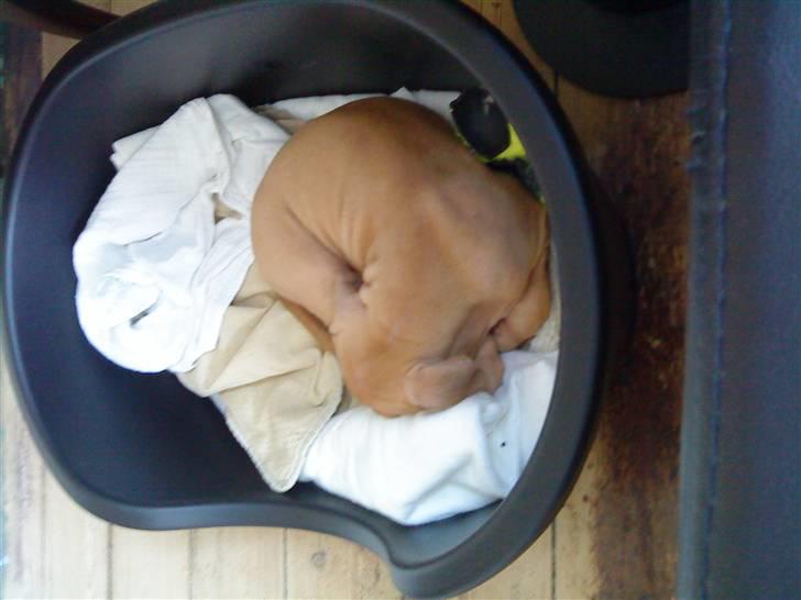 Amerikansk staffordshire terrier zuki billede 4