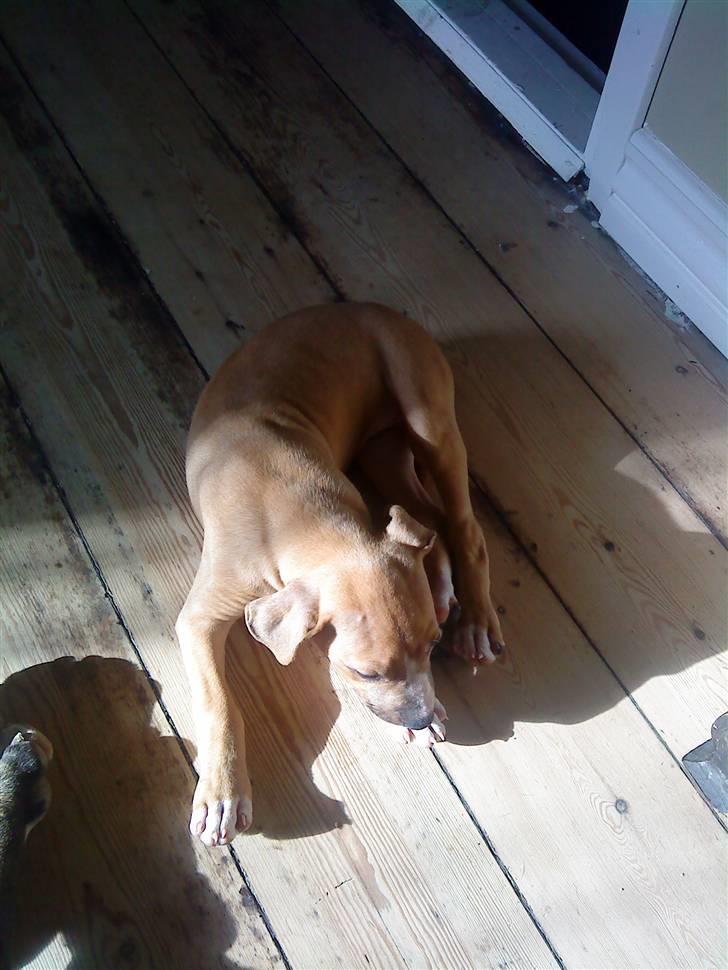 Amerikansk staffordshire terrier zuki billede 5