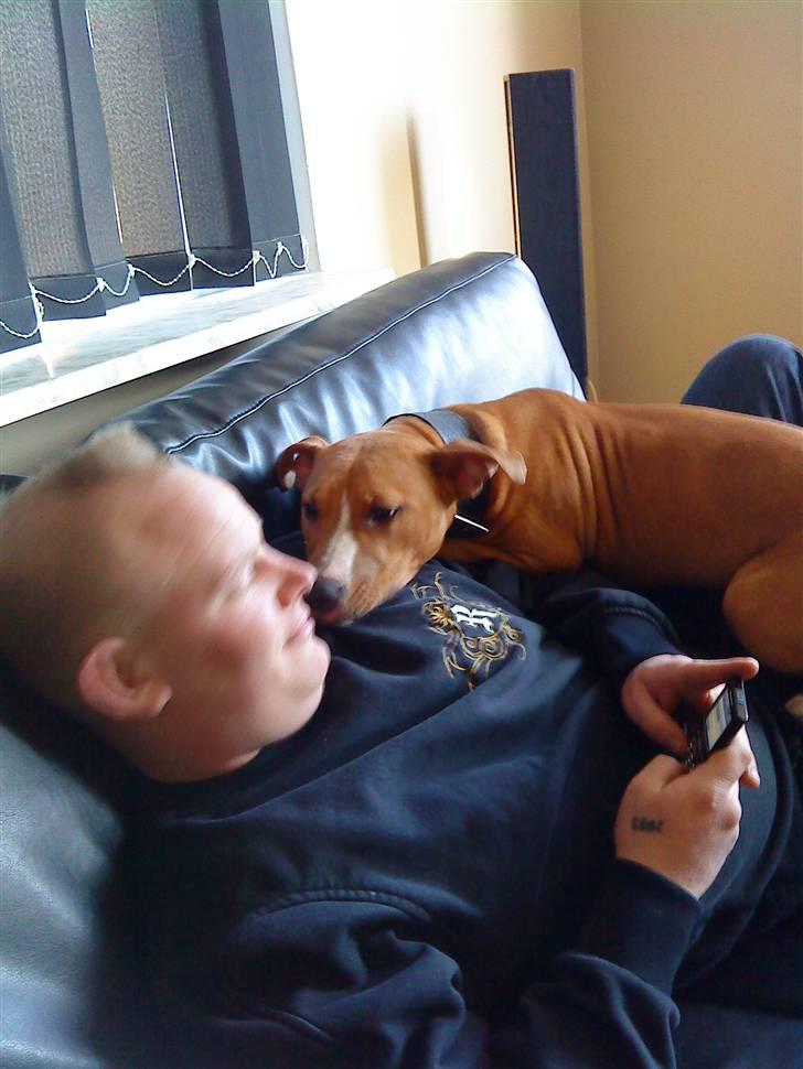 Amerikansk staffordshire terrier zuki billede 7