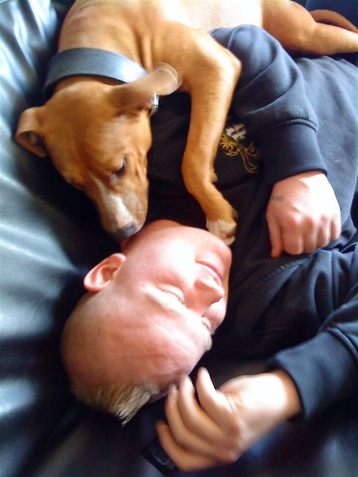 Amerikansk staffordshire terrier zuki billede 8