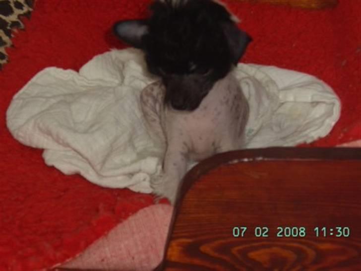 Chinese crested hårløs Hersted's Yorkshire Ming- billede 4