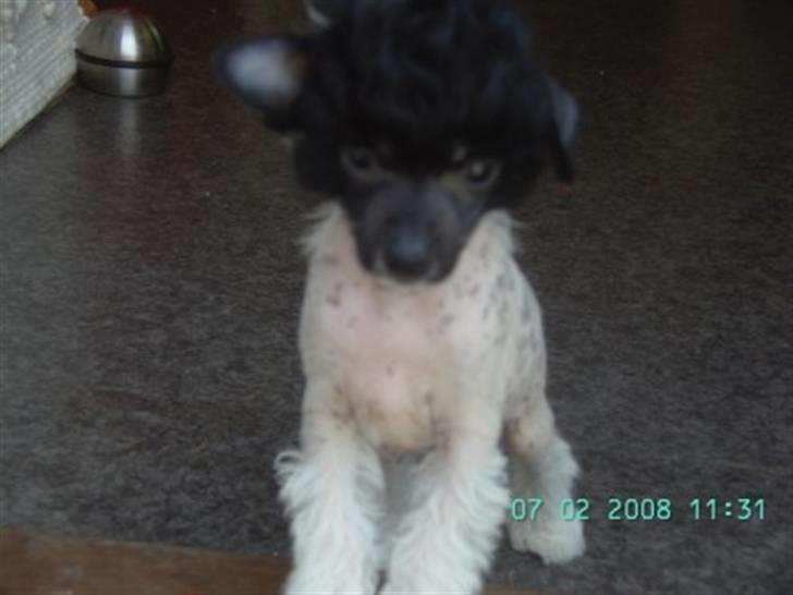 Chinese crested hårløs Hersted's Yorkshire Ming- billede 5