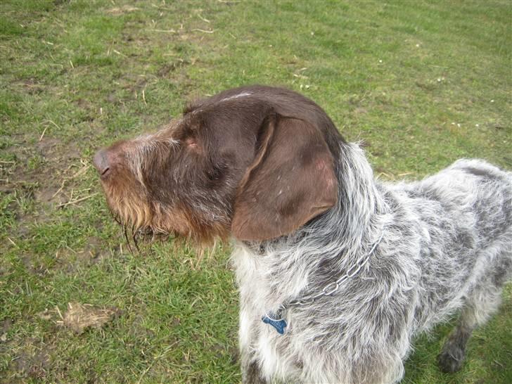 Ruhåret hønsehund Zuki *hanhund* - dens smukke hovede billede 1