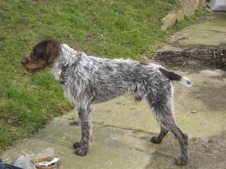 Ruhåret hønsehund Zuki *hanhund* - fuld figur billede 2
