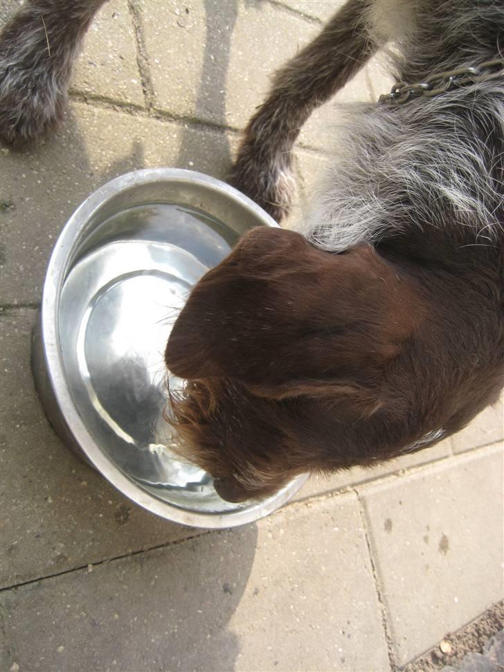 Ruhåret hønsehund Zuki *hanhund* - Zuki -hundien drikker xD billede 3