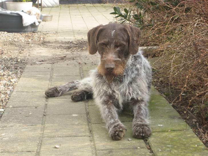 Ruhåret hønsehund Zuki *hanhund* billede 4