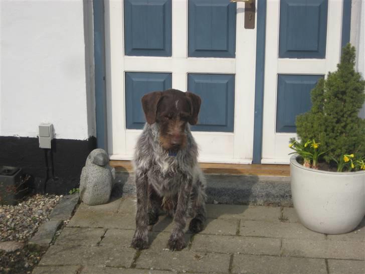 Ruhåret hønsehund Zuki *hanhund* billede 5