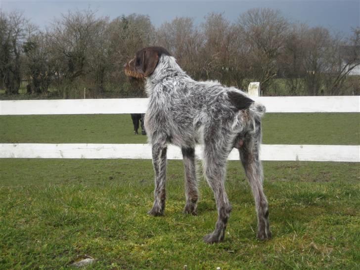 Ruhåret hønsehund Zuki *hanhund* - er så stolt af det her billede . Der er et eller andet ved der bare er perfekt billede 6