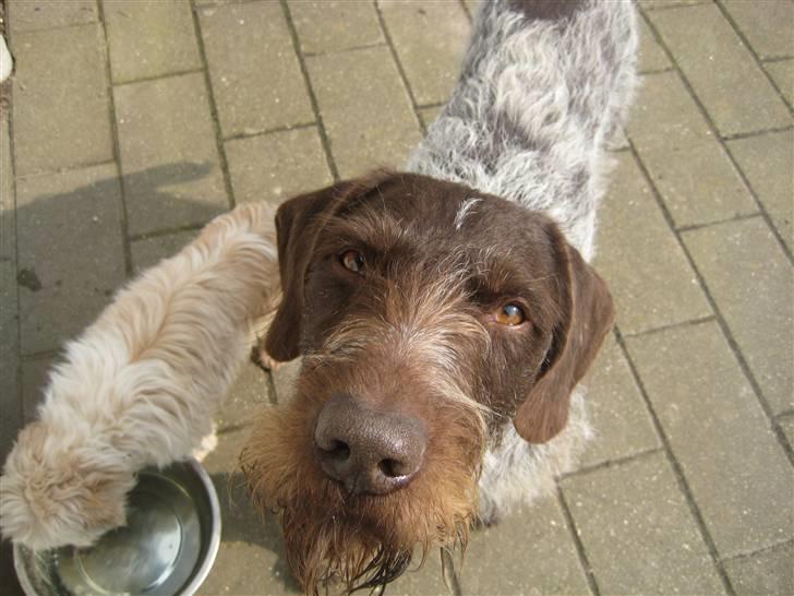 Ruhåret hønsehund Zuki *hanhund* billede 7