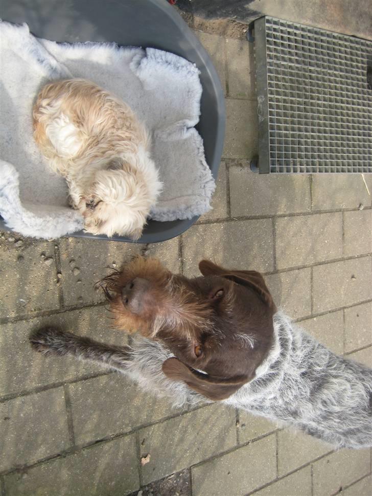 Ruhåret hønsehund Zuki *hanhund* billede 8