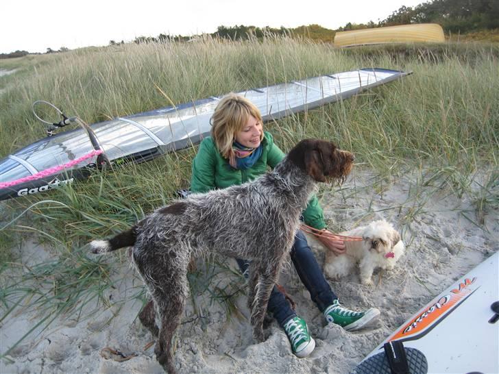 Ruhåret hønsehund Zuki *hanhund* - ved tranden i flellerup billede 9