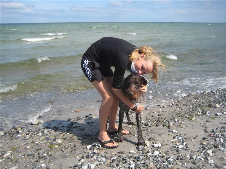 Ruhåret hønsehund Zuki *hanhund* - ved stranden i Fjellerup billede 10