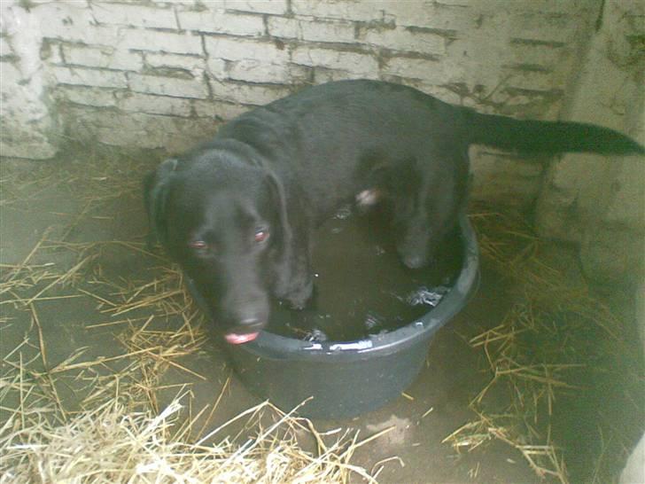 Labrador retriever Pelle - pelle elsker vand, og han bader hvor det er muligt, også i hestenes vand billede 7