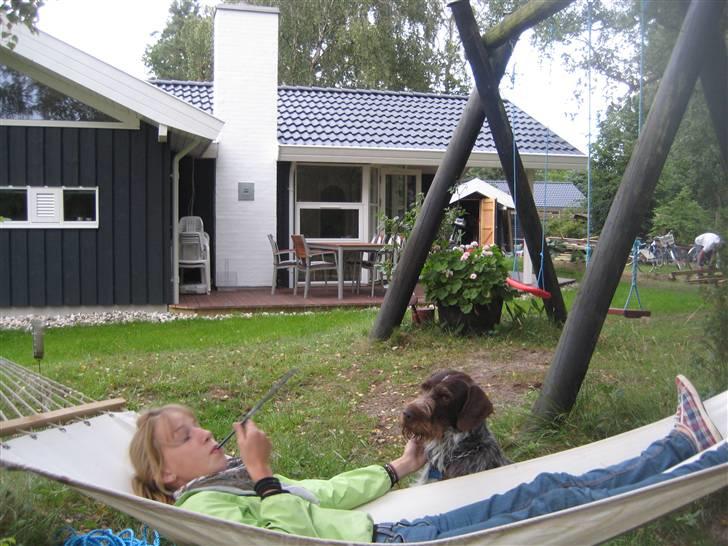 Ruhåret hønsehund Zuki *hanhund* - i sommerhus billede 11