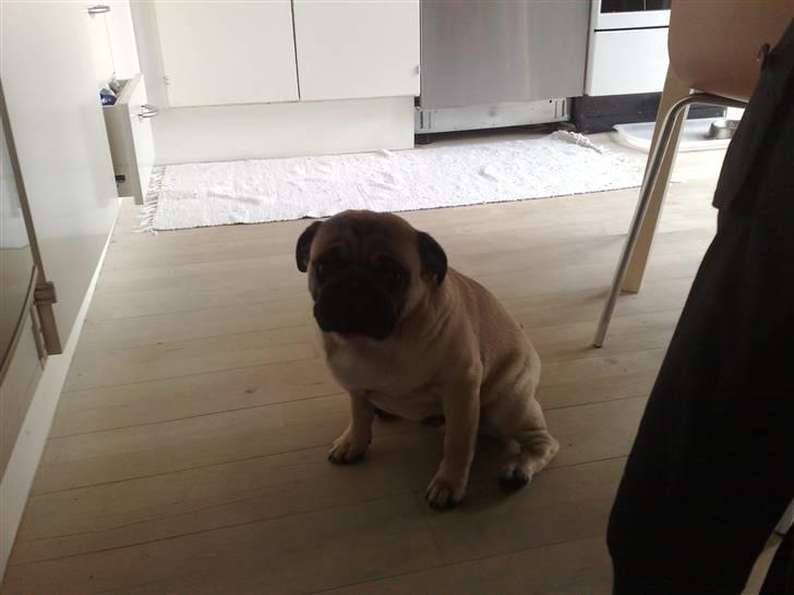 Mops Elvis billede 6