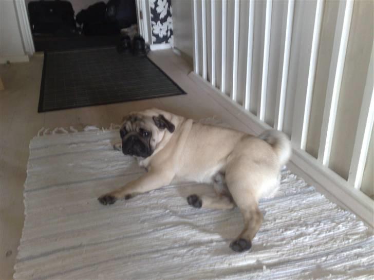 Mops Elvis billede 7