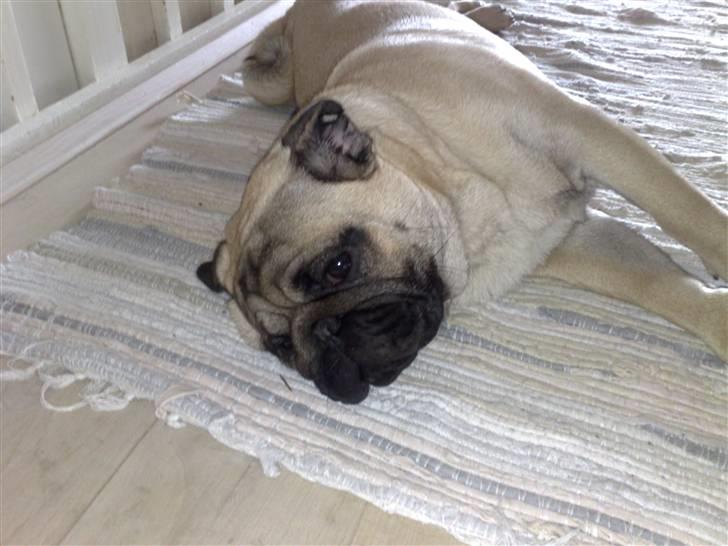 Mops Elvis billede 8