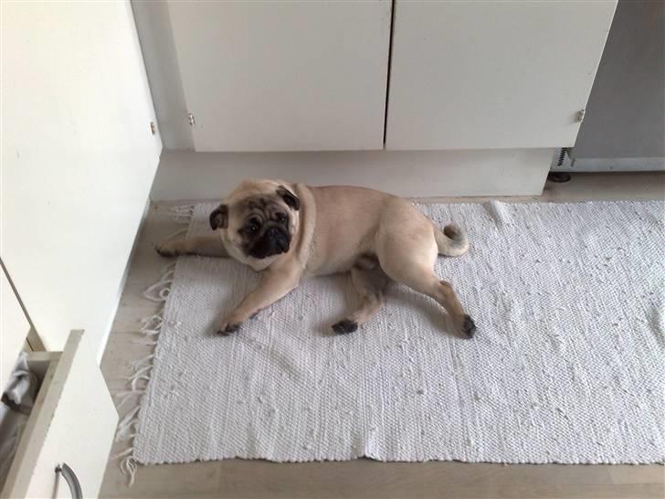 Mops Elvis billede 9