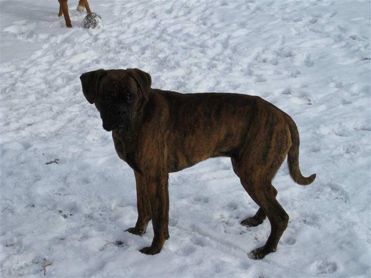Boxer Boss (R.I.P. 21/3-09) billede 7