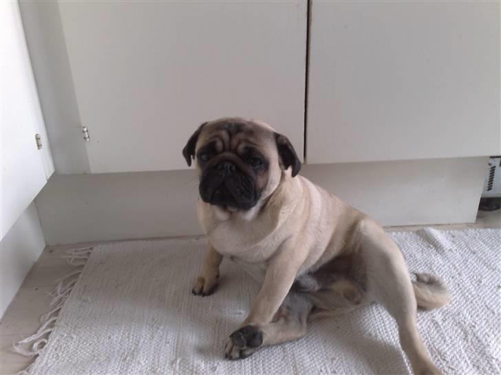 Mops Elvis billede 10