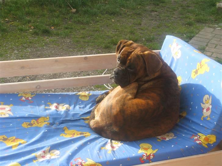 Boxer Boss (R.I.P. 21/3-09) billede 8
