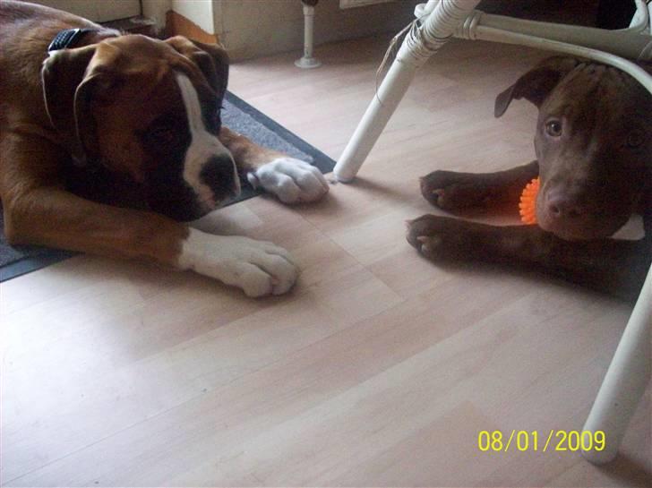 Boxer Thilo - Thilo og Tia, Feburar 09 billede 13